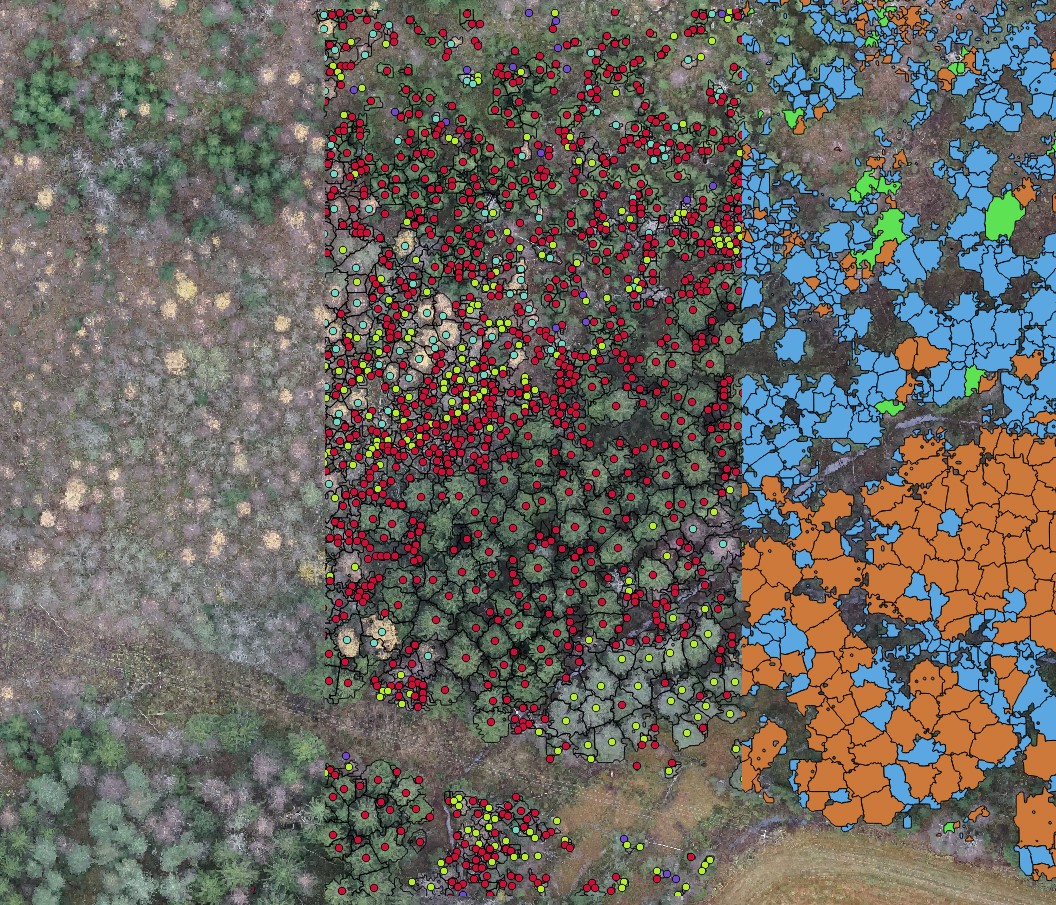 Maaseutu 2.0 -hankkeen artikkeli, kuva 3. Lähikuva kohteesta, resoluutio 3 cm/pikseli. Vasemmalla pelkkä orthomosaikki, keskellä latvatunnistus ja puulajiluokitus (vihreä mänty, punainen kuusi, sininen lehtipuu, violetti tunnistamaton) sekä oikealla latvussegmentointi ja puulajiluokitus (oranssi mänty, sininen kuusi, vihreä lehtipuu)