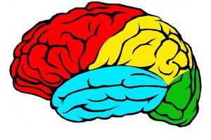 Kuvituskuva: piirroskuva aivoista. Lohkot väritetty punaisella, keltaisella, sinisellä ja vihreällä