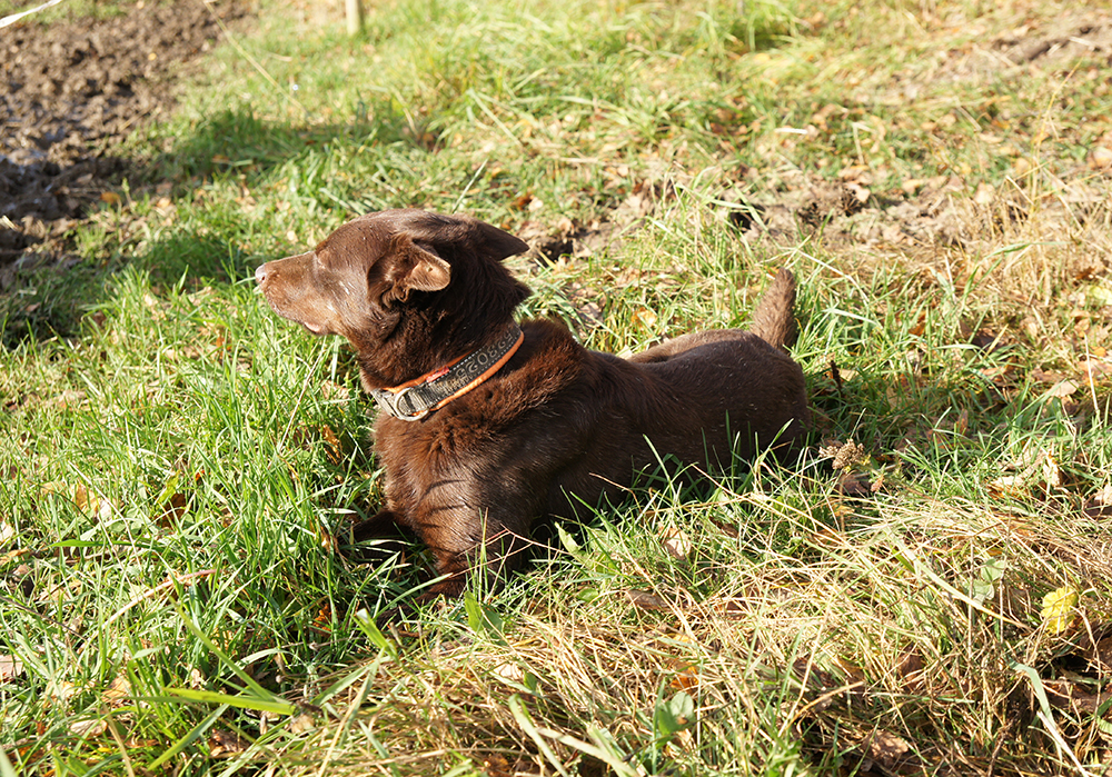 Kelpie koira Nuka vahtii laumaa pellon reunalla