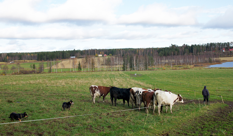 Koirat ohjaavat karjaa pellolla